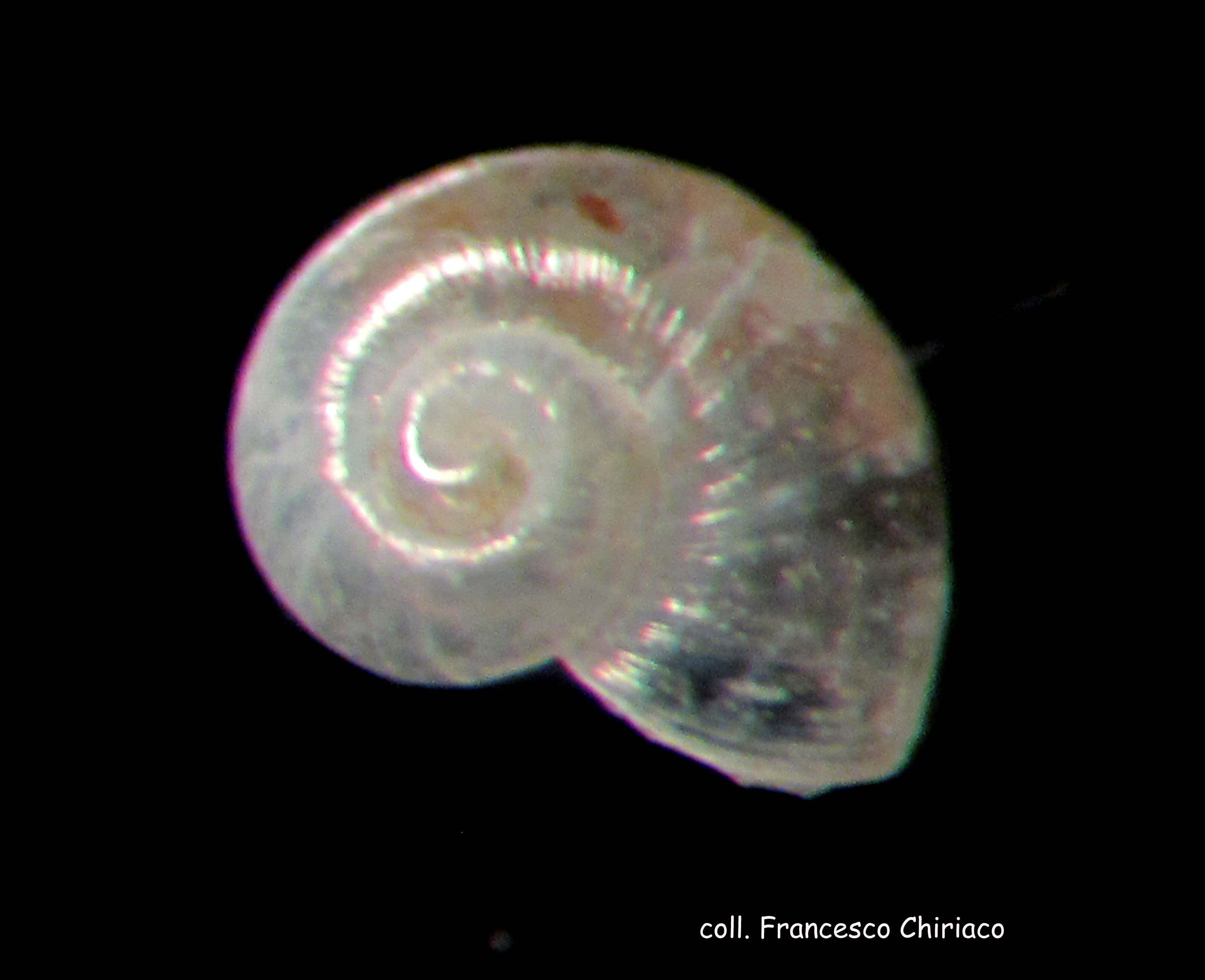 xenoskenea pellucida